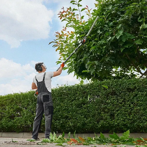 Elagage d'un arbre